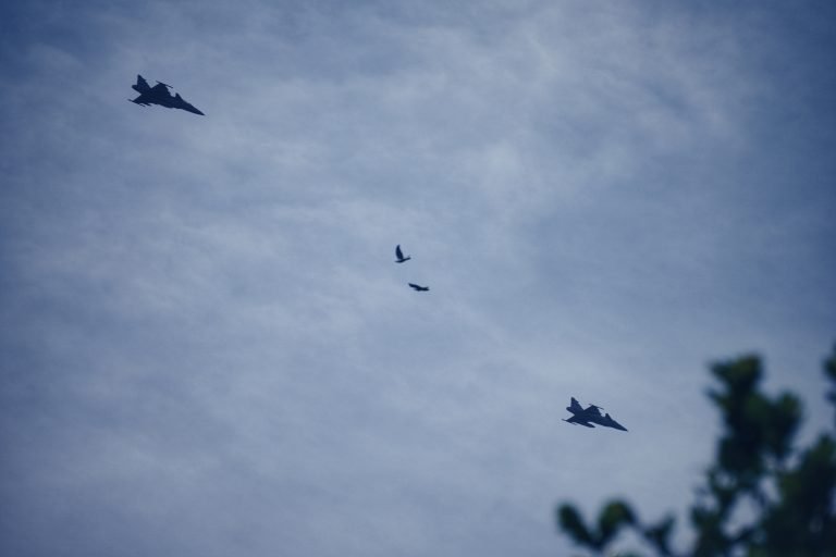 Gripen & Birds-01